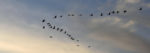Toelichting op Online Gratis Vogel Tarot