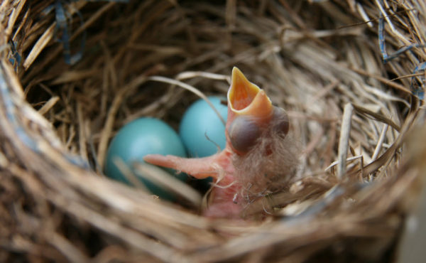 Vogel Tarot: Pas uit het ei