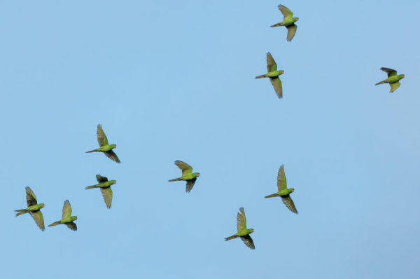 Vogels tegen blauwe lucht