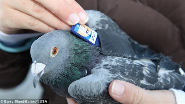 vogel tarot Postduif met chip in zakje op rug