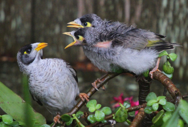 Vogel Tarot vogel stijfgescholden door twee soortgenoten
