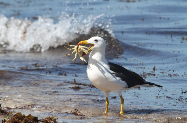 Albatross met krab in snavel tarot