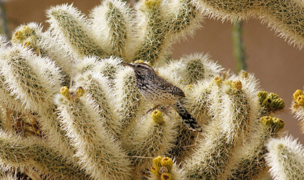 Vogel Tarot: Vogel op cactus