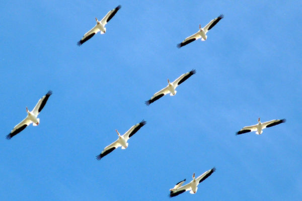 vogel tarot Pelikanen in vlucht
