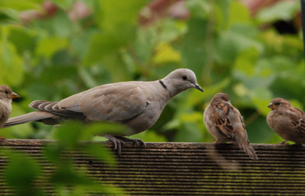 vogel tarot Tortelduif met mussen