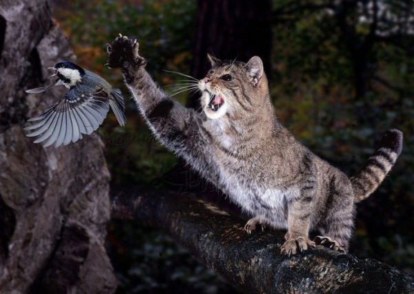 tarot vogel opgejaagd door kat
