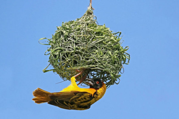 tarot vogel bouwt nest