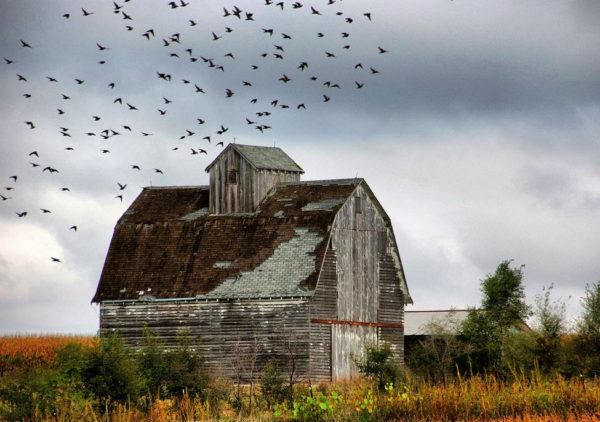 vogel tarot: Vogels boven oude schuur in Iowa