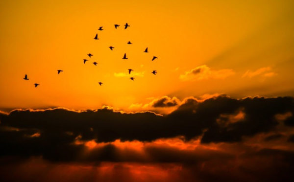 vogel tarot: Vogels tegen oranje lucht