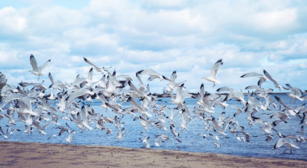 Vogel Tarot: Meeuwen vliegen laag boven het strand